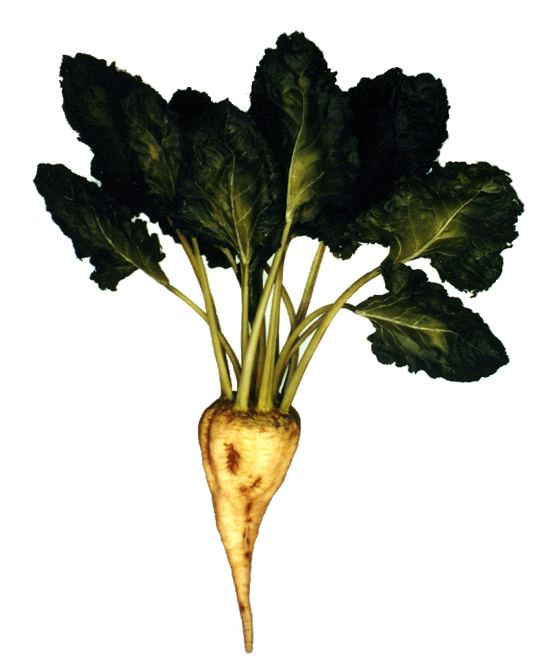 picture of sugarbeet