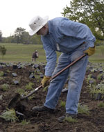 Employee volunteers planting a meadow