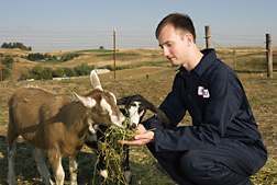 Photo: Researcher examines two goats. Link to photo information