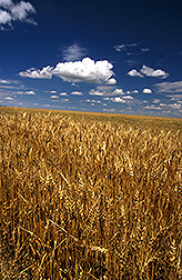 Photo: A field of wheat. Link to photo information