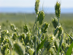 Photo: A close-up of Cara, a new white winter club wheat, growing in a field. Link to photo information