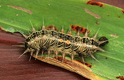 Photo: Nettle moth caterpillar (Darna pallivitta). Link to photo information