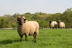 Photo: A Hog Island sheep. Link to photo information