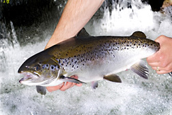 Photo: An Atlantic salmon being held above running water. Link to photo information