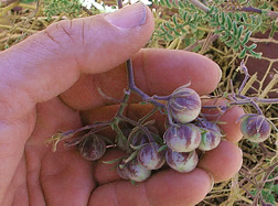 Tiny wild Chilean tomatoes in the palm of a person's hand