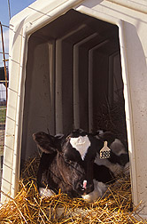 Photo: Dairy calf in shelter. Link to photo information