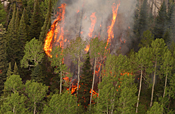 Photo: Forest fire beginning to burn trees. 