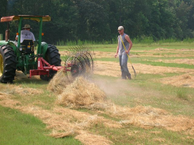 to bermudagrass hay.