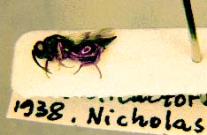 picture of card-mounted chalcid wasp