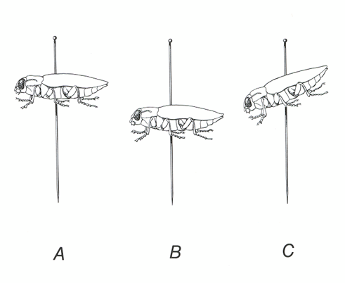 illustration showing right (A) and wrong (B, C) methods of pinning insects
