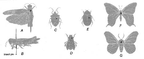 diagram showing proper pin placement for mounting various types of insects
