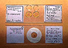 photo of slide-mounted specimens