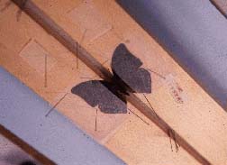 photo of butterfly on a spreading board