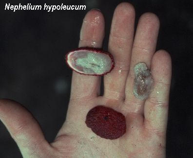 Nephelium hypoleucum