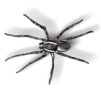 clipart picture of a grey spider.