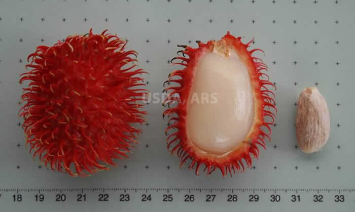 Rambutan whole fruit, with partial skin removed, seed