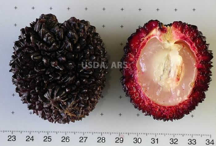 Pulasan whole fruit and half fruit showing seed