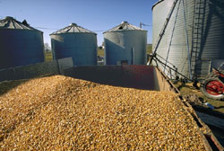 corn storage