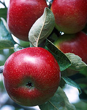 Photo: Apples on a tree