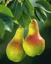 Photo: Pears hanging on a branch.