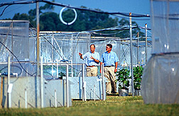Scientists discuss an experiment on the effects of elevated carbon dioxide and ozone on soybeans. Link to photo information.