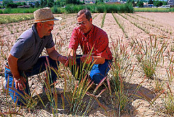 Geneticist and plant physiologist observe seed head maturity in a cultivated plot of squirreltail. Link to photo information.