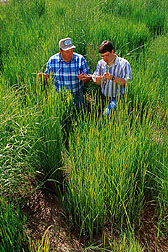 Geneticists observe hybrids resulting from crosses between Great Basin wildrye and beardless rye. Link to photo information.