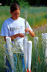 In an ARS test plot research assistant Mayme Seng pollinates Snake River wheatgrass. Link to photo information.