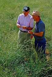 In a cultivated field of bluebunch wheatgrass, geneticists discuss seed yields. Link to photo information.