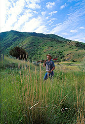 Geneticist Tom Hones searches for bluebunch wheatgrass. Link to photo information.