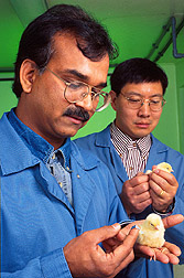 Farm manager Raj Kulkarni and geneticist Hans Cheng examine a day-old chick for disease resistance and susceptibility. Link to photo information.