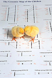 Chicks atop a picture of a genetic map of a chicken. Link to photo information.