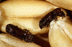 The lesser grain borer develops and feeds inside wheat kernels. Link to photo information.