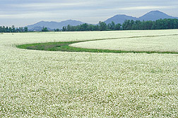 Meadowfoam in full bloom: Click here for photo caption.