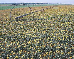 A field of safflower: Click here for full photo caption.