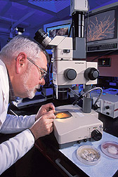 Microbiologist and insect mycologist checks a specimen of a fungus-infected insect: Click here for full photo caption.