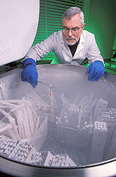 Microbiologist and insect mycologist checks for a fungal isolate in nitrogen tank: Click here for full photo caption.