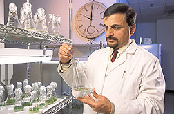 Plant physiologist retrieves a plant sample: Click here for full photo caption.