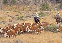 Cattle drive in Montana: Click here for photo caption.