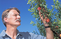 Horticulturist examines the Japanese-type plum Sierra: Click here for full photo caption.