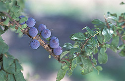 Prunus spinosa plums: Click here for full photo caption.