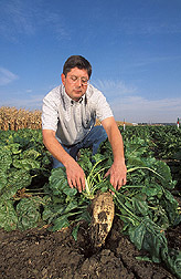 Geneticist pulls beets by hand: Click here for full photo caption.