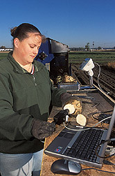 Technician checks sucrose content of a beet: Click here for full photo caption.