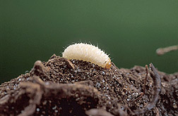 Full-grown larva of a black vine weevil: Click here for full photo caption.