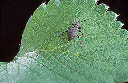Adult black vine weevil: Click here for full photo caption.