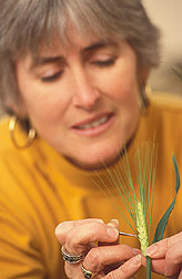 Geneticist transfers resistance to adapted U.S. barley: Click here for full photo caption.