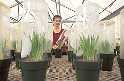 Plant geneticist infests greenhouse colonies with biotype of Russian wheat aphid: Click here for full photo caption.