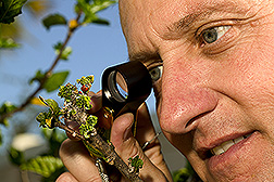 Research leader examines mealybugs being preyed upon by ladybugs: Click here for full photo caption.