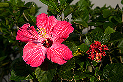 A healthy pink hibiscus and one with severe damage: Click here for full photo caption.