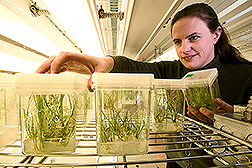 Plant physiologist inspects garlic plants growing in culture: Click here for full photo caption.